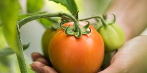 vigorfarms