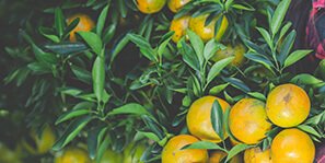 vigorfarms