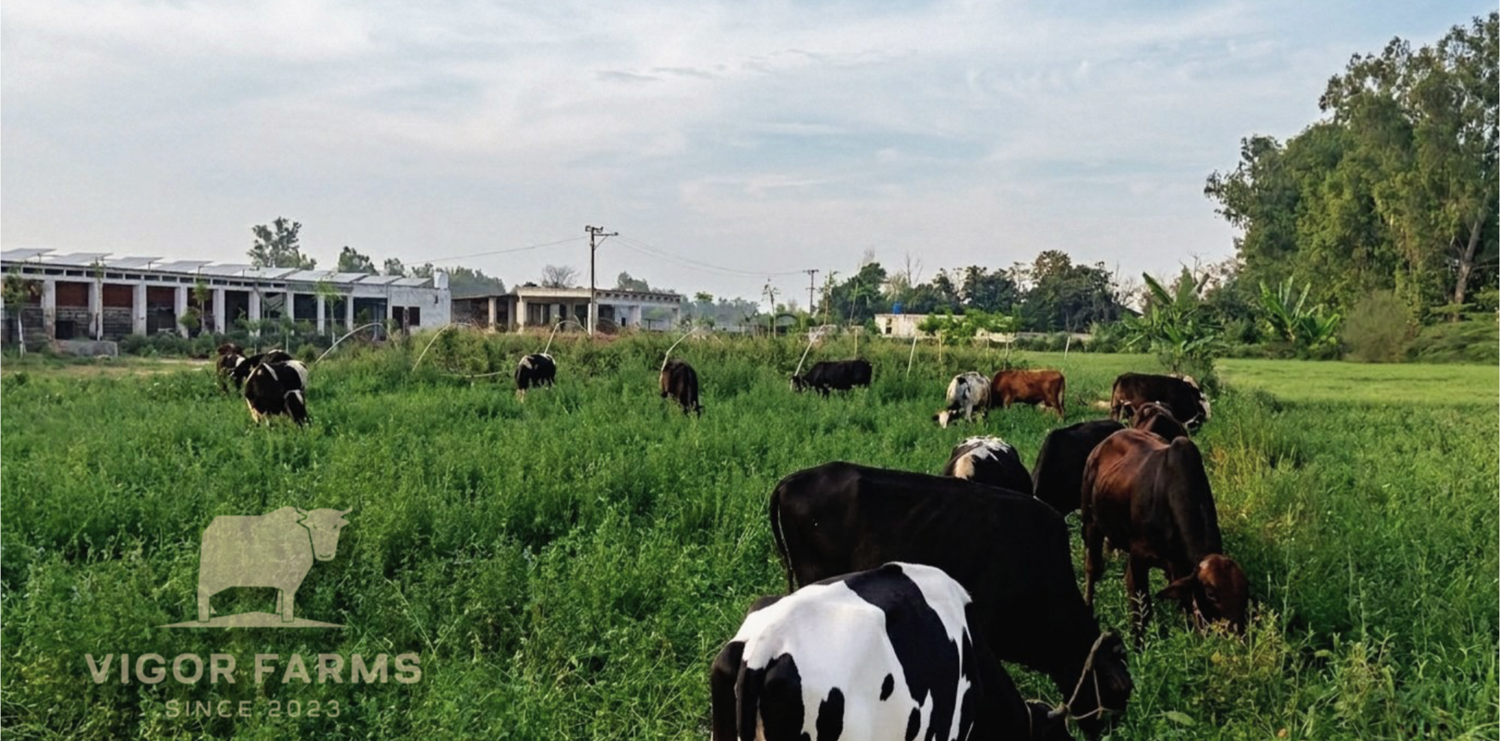 Healthy Cattle